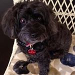 Profile Picture of Robin Dalsheimer (@robindalsheimer) on Instagram