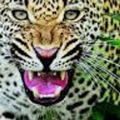 Fatima Upegui Newton - Twitter Profile Picture of Fatima Upegui Newton (@ColombianProper) on Twitter