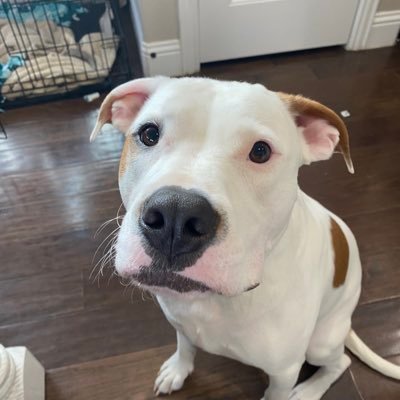 Profile Picture of Ralph Stevenson (@RalphSt72012285) on Twitter