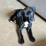 Profile Picture of Harold (@barktheharold) on Instagram