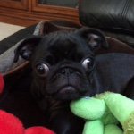 Profile Picture of Winston Charles Alvarez I (@winstoncharlesthepug) on Instagram