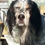 Profile Picture of Robert Windt (@robert.windt.3) on Instagram