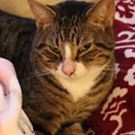 Profile Picture of Sheldon Weinberger (@sheldon.kat) on Instagram