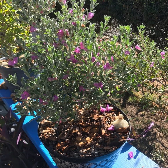 Profile Picture of Raymond Gilbertson (@vikingmischief) on Poshmark