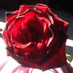 Profile Picture of Audrey Fryer (@flowersinisligton) on Instagram