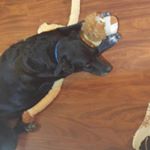 Profile Picture of Sherry Wilde (@lovinmypaws) on Instagram