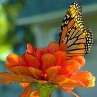 Profile Picture of Kellie Liebegott Rivera (@kliebegott) on Pinterest