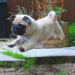 Profile Picture of Victor Ivan Milan Gu (@victorivan2003) on Twitter