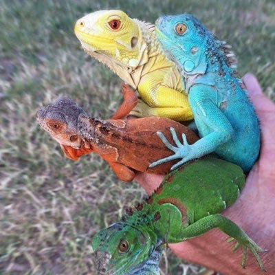 Profile Picture of James Renfro (@FrogGoMeep) on Twitter