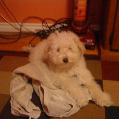 Profile Picture of Isaac Portillo (@isaacportillo) on Twitter