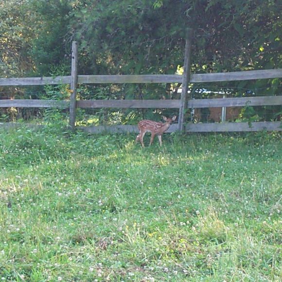 Profile Picture of Gayle Crohan (@mamasgirl7) on Poshmark