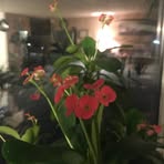 Profile Picture of Stacy Trigg (@BigBadPlantDad) on Facebook