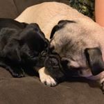 Profile Picture of Phoebe and Chandler (@phoebe_chandler_pug) on Instagram