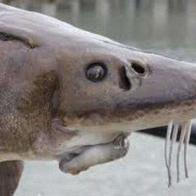 Profile Picture of Johnny The Fish (@mrjtfish) on Twitter