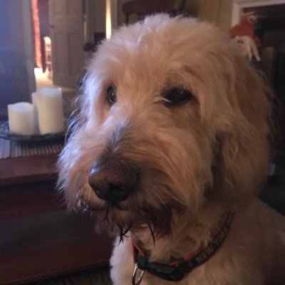 Profile Picture of John Cacciatore (@JohnCacciatore) on Twitter