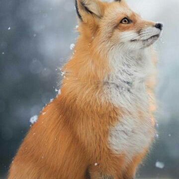 Lauren Sprague - Tiktok Profile Picture of Lauren Sprague (@foxiegirl360) on Tiktok