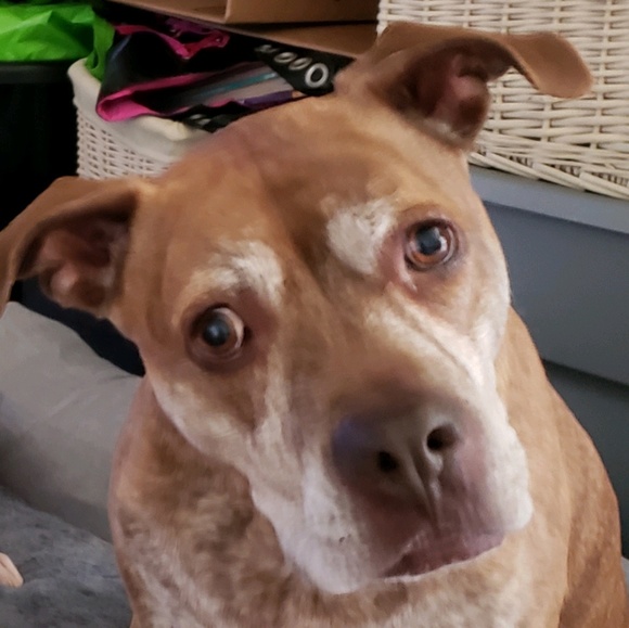 Profile Picture of Nicole Gassaway (@codagir) on Poshmark