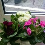 Profile Picture of Diana Schumann (@dirtydi_17) on Instagram