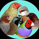 Profile Picture of Carlos (@aviari_exotic_finch) on Instagram