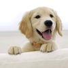 Profile Picture of vinidog (@abbottperry) on Tiktok