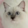 Profile Picture of Shirley Zhao (@2167078107) on Tiktok