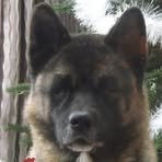 Profile Picture of Anne Corless (@anne.corless.5) on Facebook