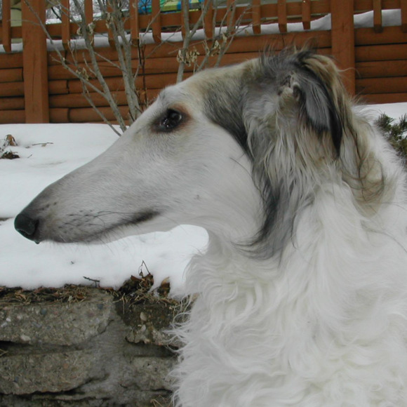 Sue Glandon - Poshmark Profile Picture of Sue Glandon (@wyndchasrborzoi) on Poshmark