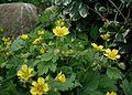 Profile Picture of Waldsteiniaon Wikipedia