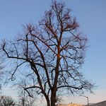 Profile Picture of Benjamin Zare (@zarebenjamin) on Instagram