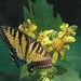 Profile Picture of Rose Thacker (@rmthacker57) on Pinterest