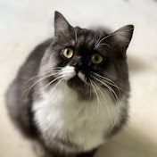 Daniel Otter - Youtube Profile Picture of Daniel Otter (@DanielOtter-the-cat-lover) on Youtube