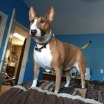 Profile Picture of David Bushman (@dorseydave61) on Instagram