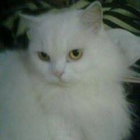 Profile Picture of Shahid Syed (@shahid-syed-18) on Quora