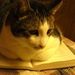 Profile Picture of Diane Hlavaty (@dianehlavaty) on Pinterest