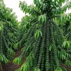 Profile Picture of Jared Mathew (@Jared-Mathew) on Facebook