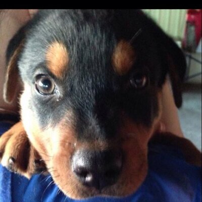 Profile Picture of Tracey-Anne Tuting (@TraceAnnGooden) on Twitter