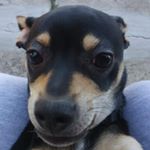 Profile Picture of rusty taco schmidt (@rusty_schmidt) on Instagram