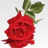 Profile Picture of Ayan Abdullahi (@Ayanabdullahi18) on Twitter