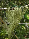 Profile Picture of Usneaon Wikipedia