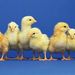 Profile Picture of Danna Dorin-Peterson (@6chicks) on Pinterest