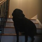 Profile Picture of Shadow Douglas Mollette (@shadow.the.official.dog) on Instagram