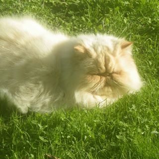 Profile Picture of Anne Titone (@Anne-Titone) on Facebook