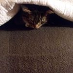 Profile Picture of Anna Milroy-West (@daboss_isin) on Instagram