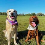 Profile Picture of Bailey & Freyja (@bai_and_frey) on Instagram