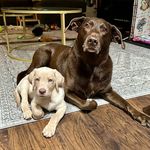 Profile Picture of Jessica Weiner (@jessicaand2labradors) on Instagram