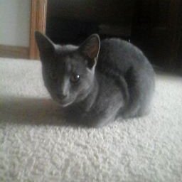 Profile Picture of Jacqueline Boyce (@JacquelineBoyc6) on Twitter