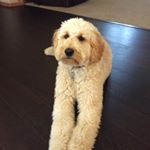 Profile Picture of Laura Pycraft (@laurapycraft) on Instagram