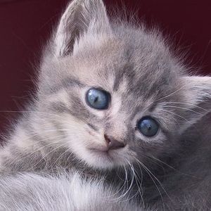 Profile Picture of Sabeeh Ahmad (@366242477) on Myspace