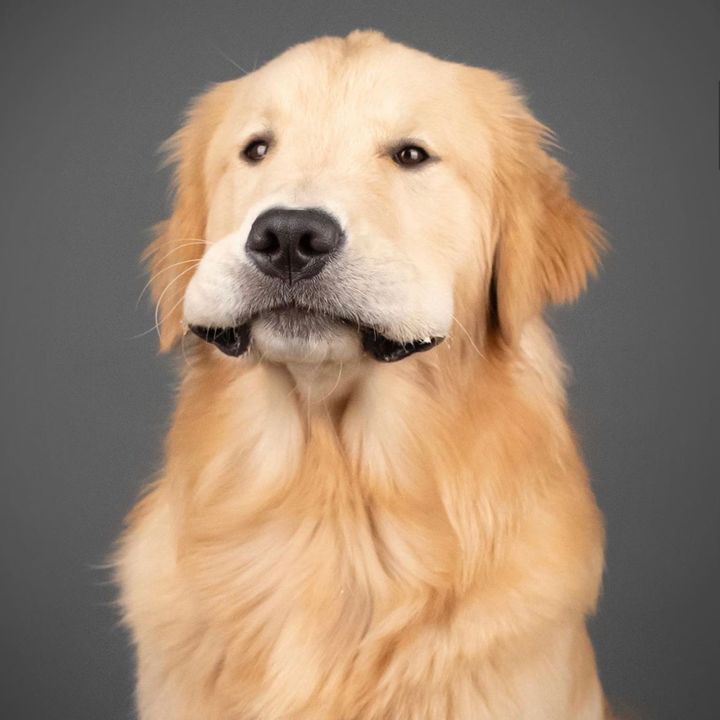 Profile Picture of   A Golden Named Kevin... (@agoldennamedkevin) on Tiktok