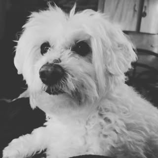 Profile Picture of Paula Morrison A.k.A. echo (@morrison_paula__a.k.a_echo) on Instagram